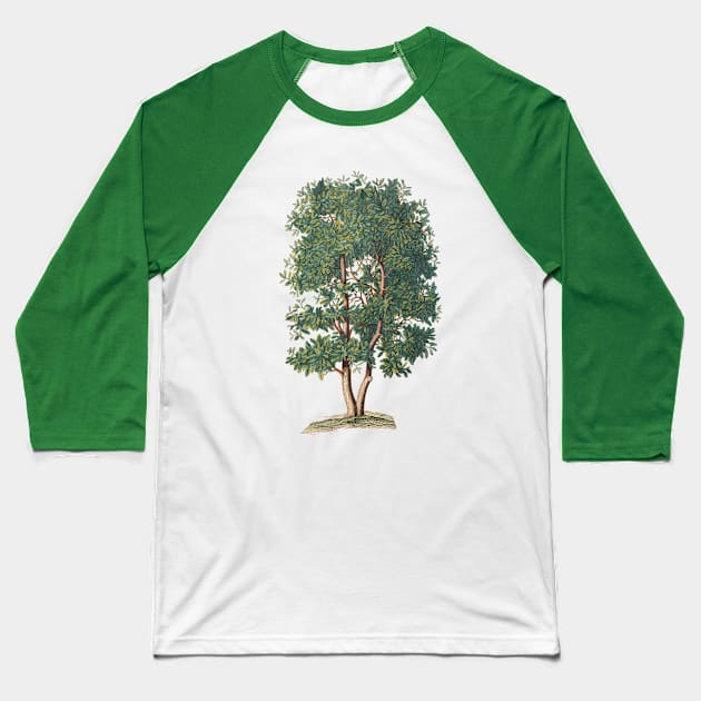 Tree Vintage Botanical Illustration Baseball T-Shirt by Biophilia